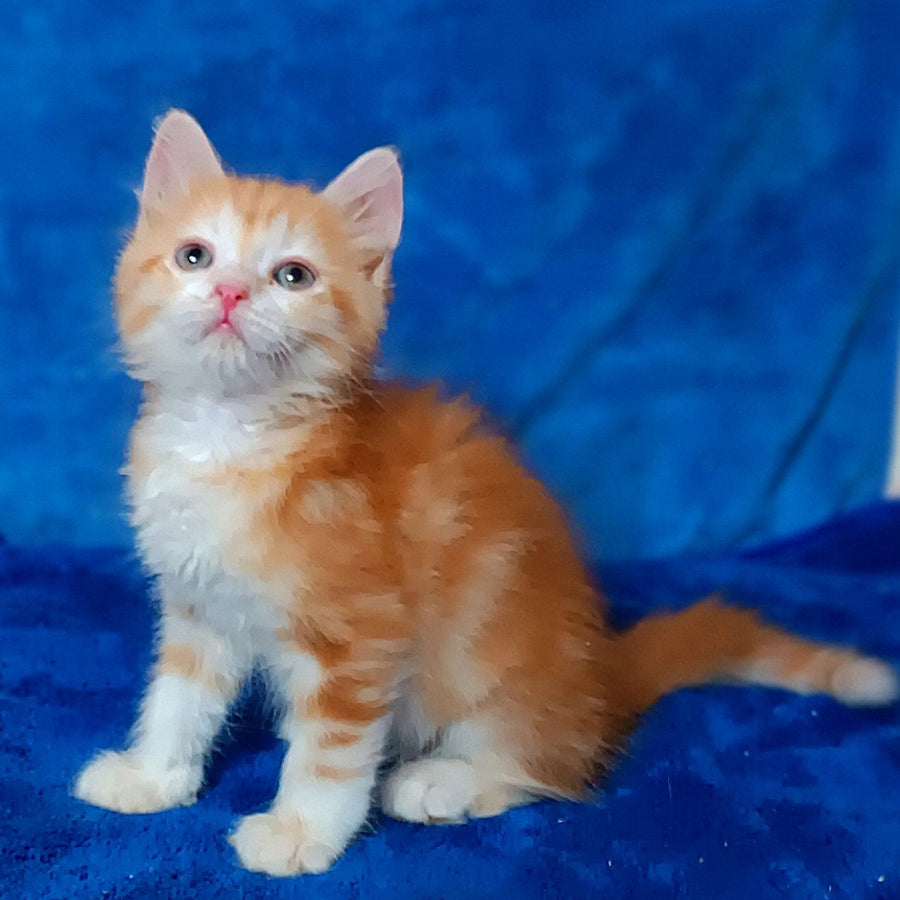 Elizabet Siberian female, red tabby with white