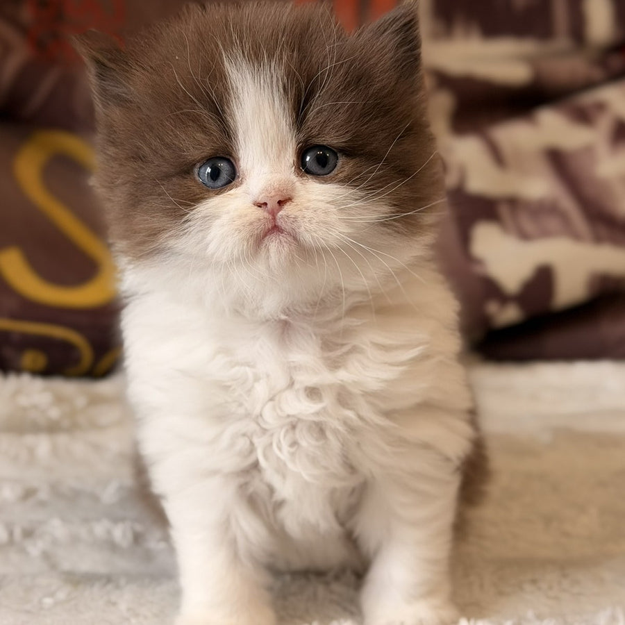 Amber British Longhair female, chocolate bicolour