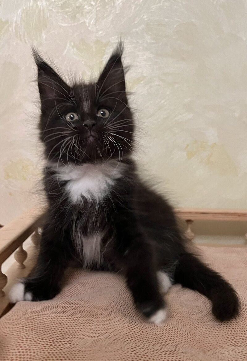 Joseph Maine Coon male, black bicolour