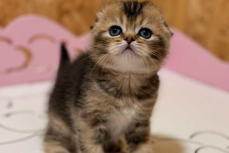 Fanny Scottish Fold female, black ticked tabby