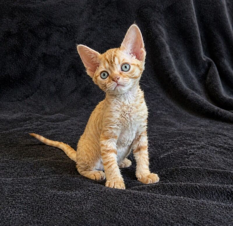 Bonya Devon Rex female red spotted tabby - live animals