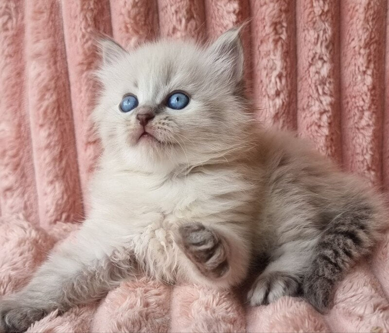 Zahar Siberian male blue tabby pointed - live animals