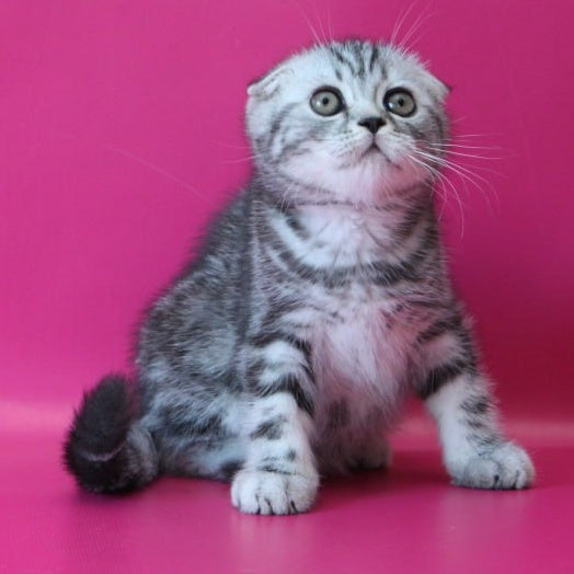 Salvador Scottish Fold male, black silver tabby