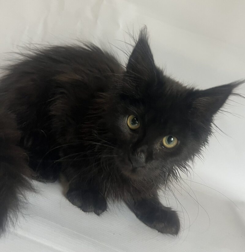 Emma Maine Coon female black - live animals