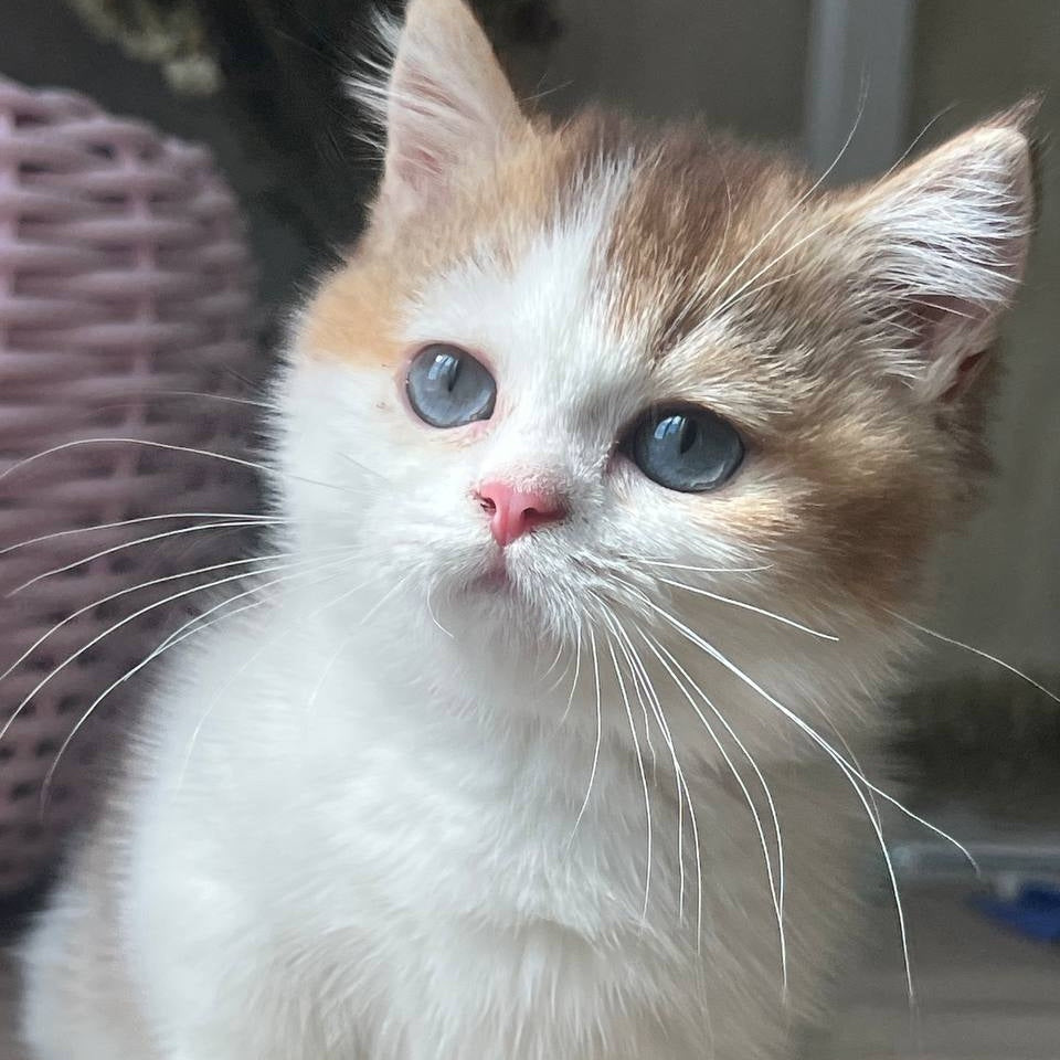 Bingo Munchkin male, chocolate ticked tabby harlequin