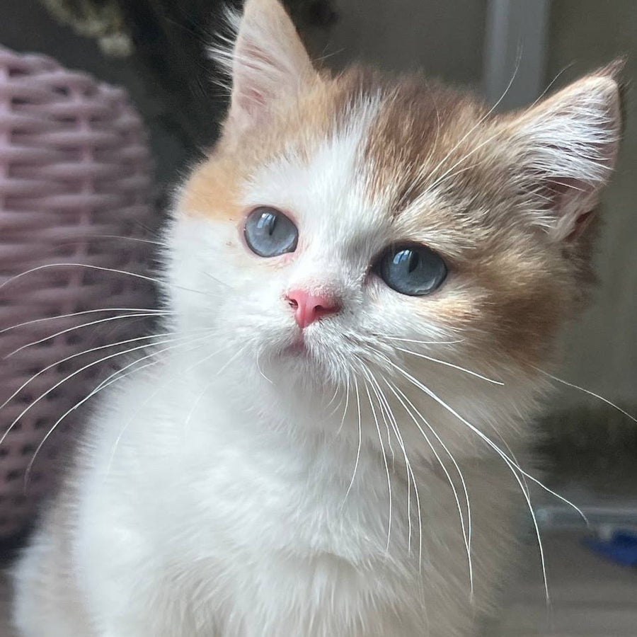 Bingo Munchkin male, chocolate ticked tabby harlequin