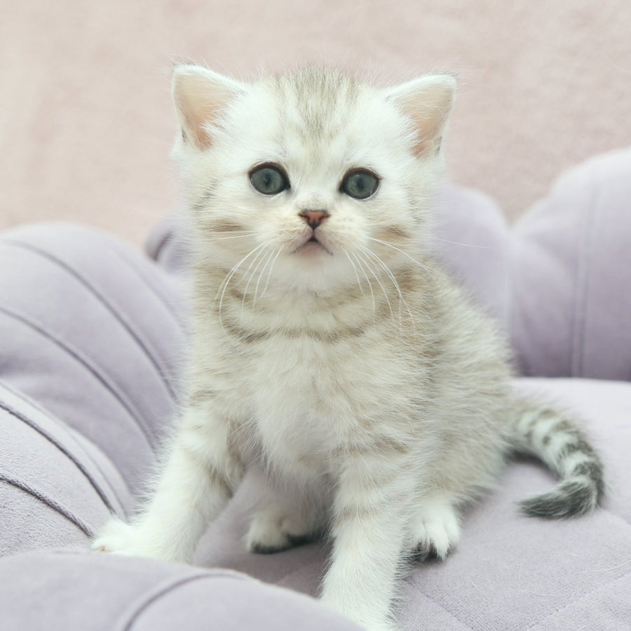 Jumi Scottish Straight female, black silver spotted tabby