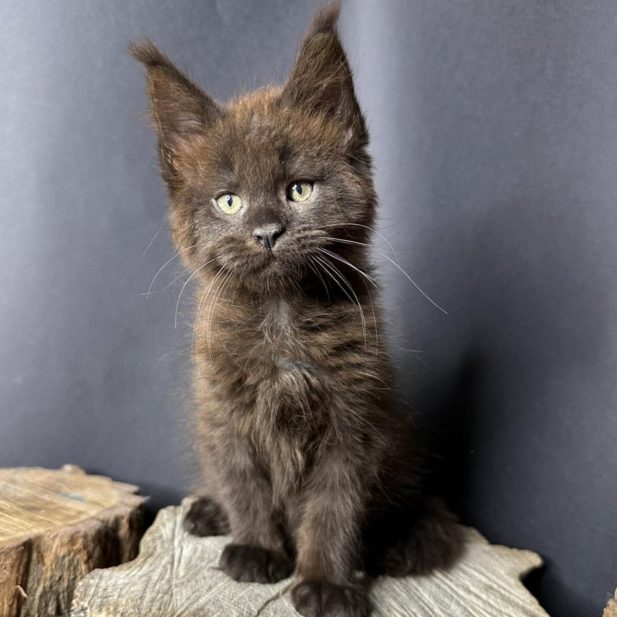 Patron Maine Coon male, black