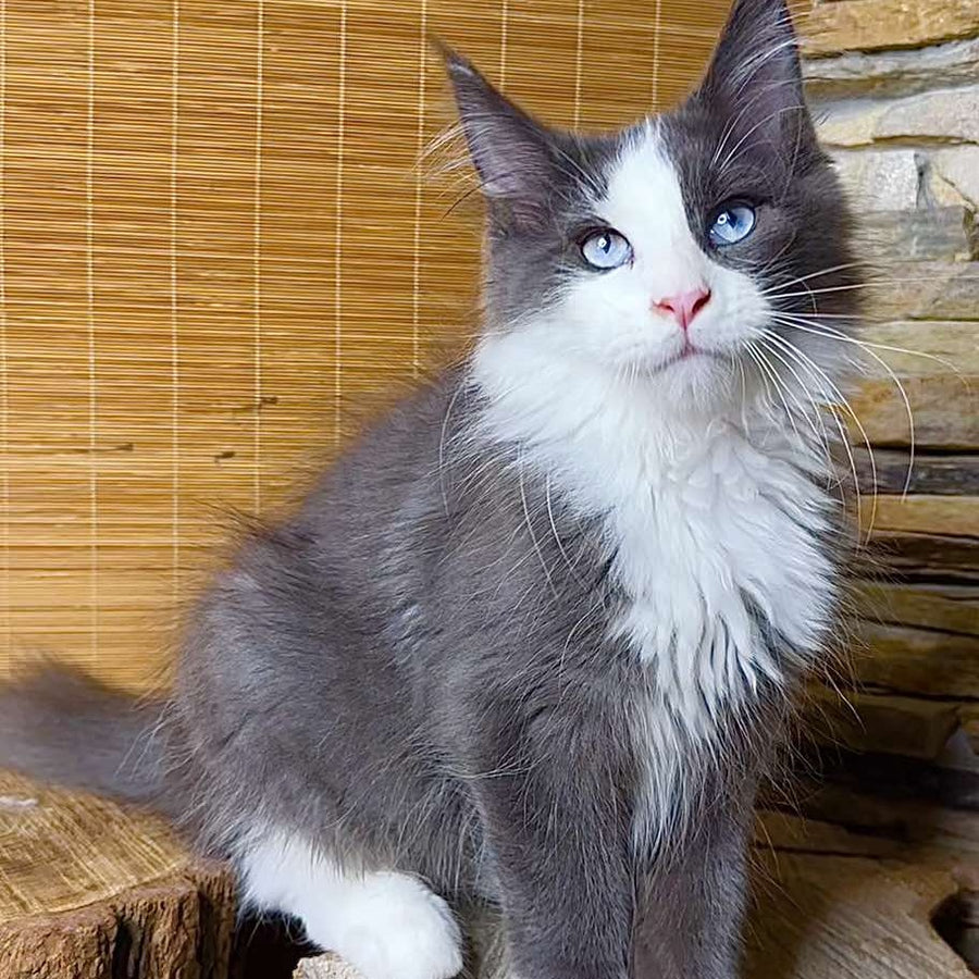 Lel Maine Coon male, blue bicolour