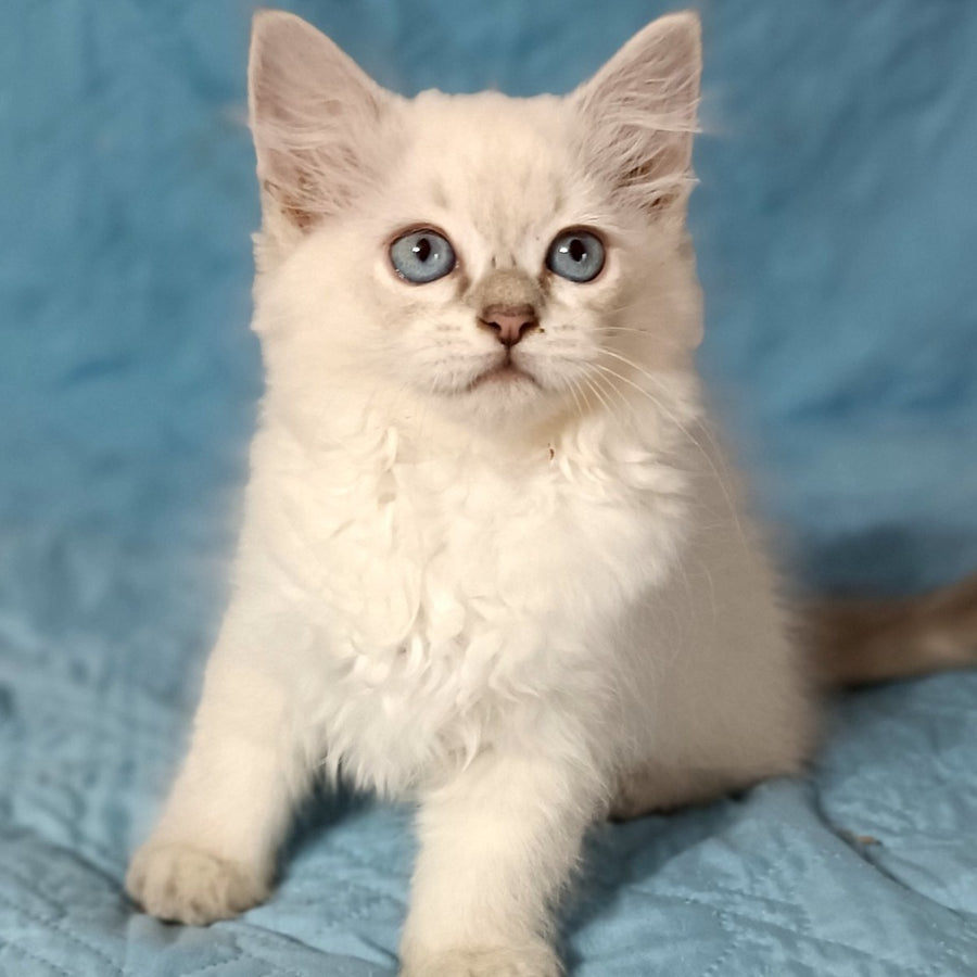 Dakota Siberian female, blue tabby pointed