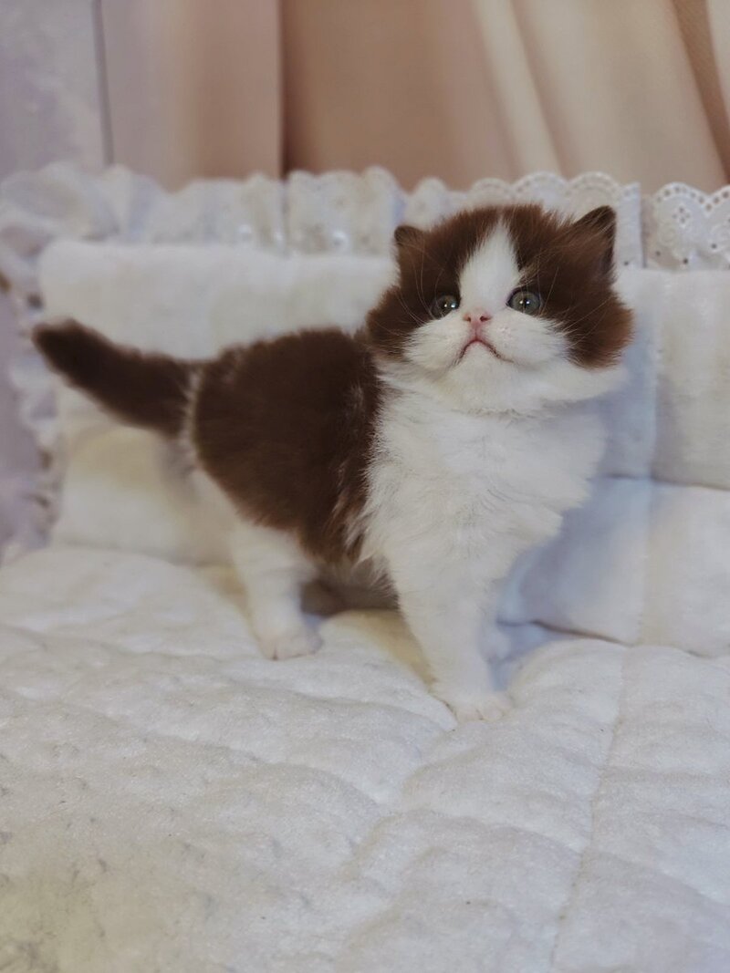 Diamond British Longhair male chocolate bicolour live animals