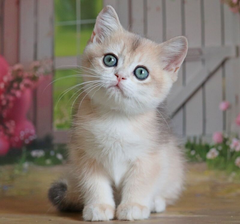 Preston British Shorthair male, black golden chinchilla