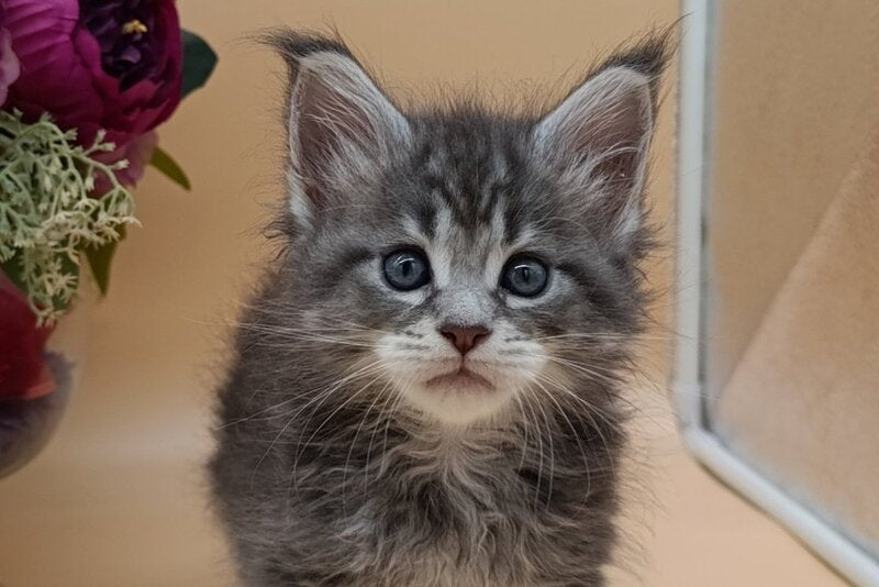 Duncan Maine Coon male, blue silver tabby