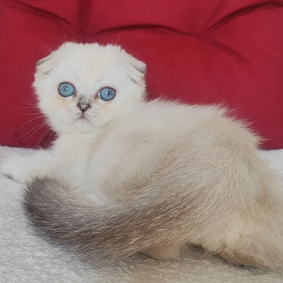 Xiomi Scottish Fold male, blue silver ticked tabby