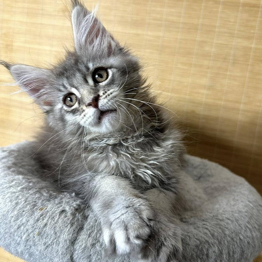 Mone Maine Coon male, blue silver ticked tabby