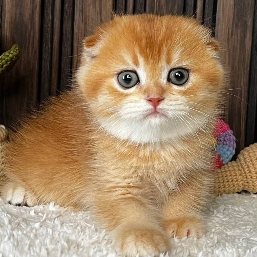 Nala Scottish Fold female, black golden chinchilla