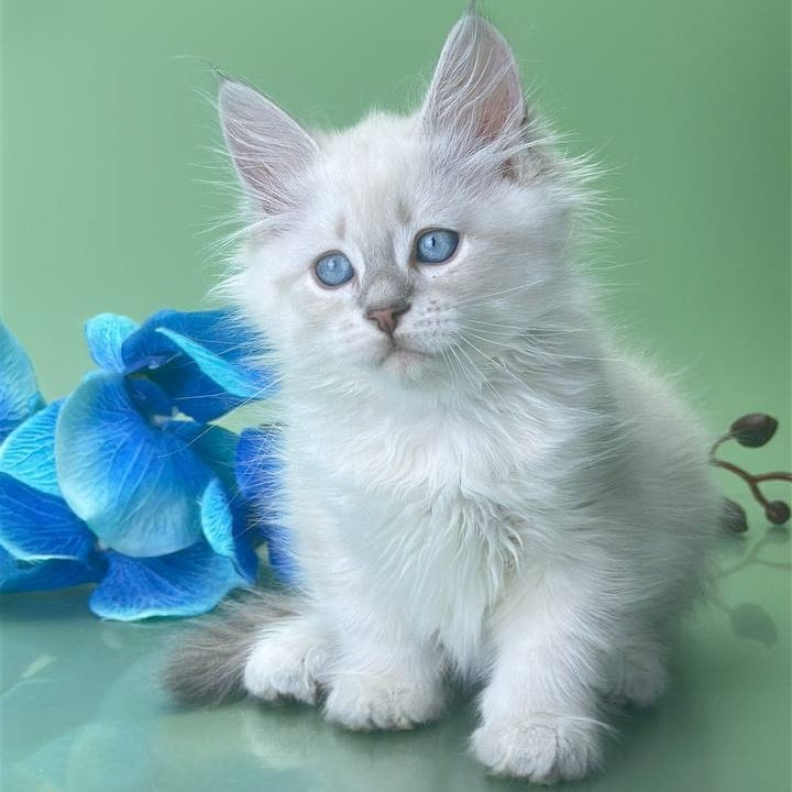 Xavier Siberian male, blue tabby pointed