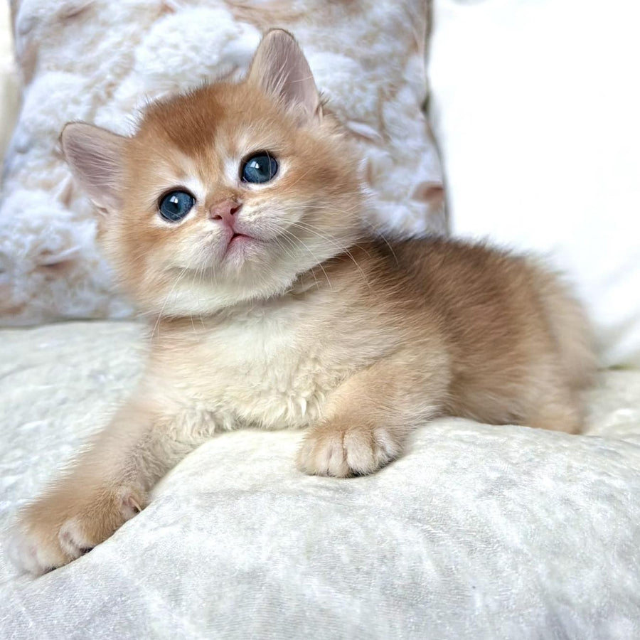 Oliver British Shorthair male, black golden chinchilla