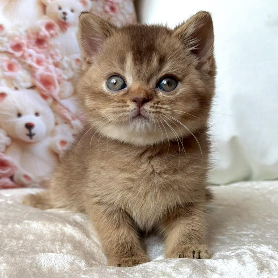 Molly British Shorthair female, cinnamon ticked tabby