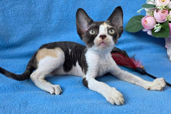 Dulcinea Devon Rex female black tortie bicolour - live animals