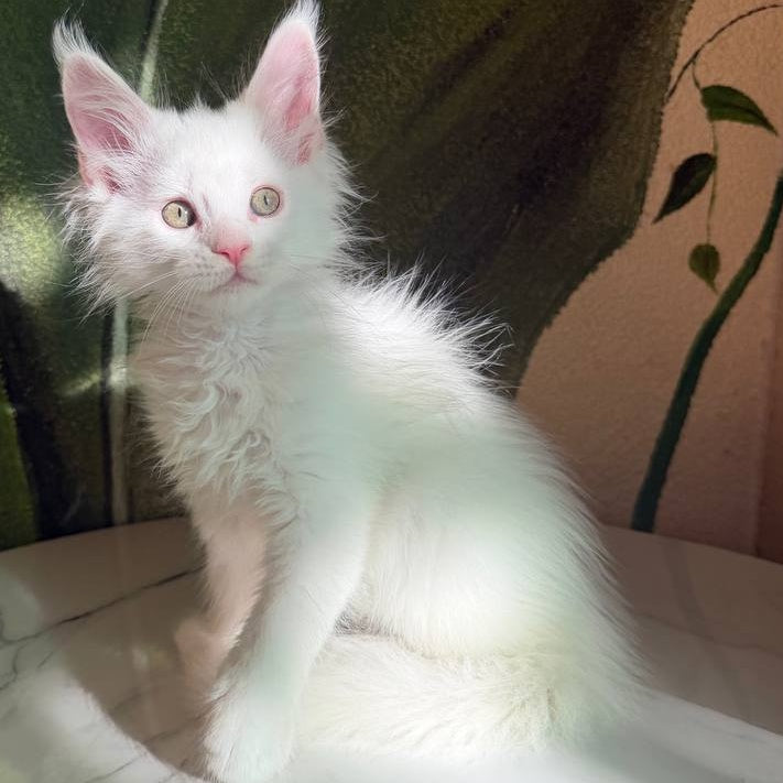 Zefir Maine Coon male, white