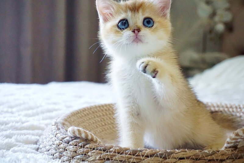 Grayson British Shorthair male, black golden shaded with white