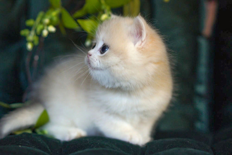 Onix British Shorthair male blue golden shaded - live animals