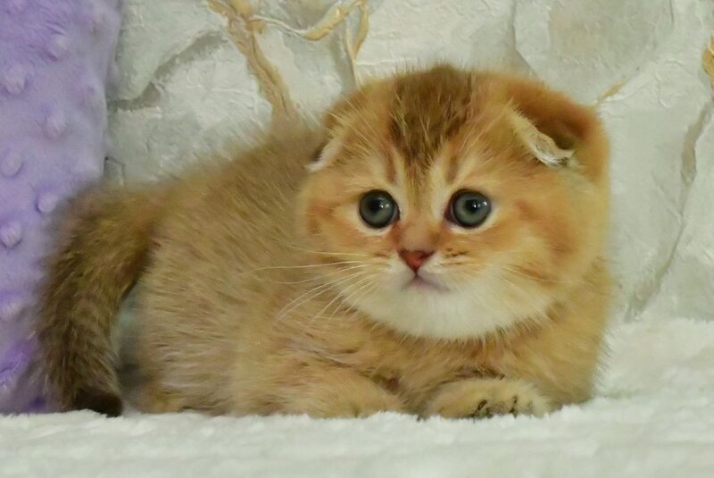 Josie Scottish Fold female, chocolate golden shaded