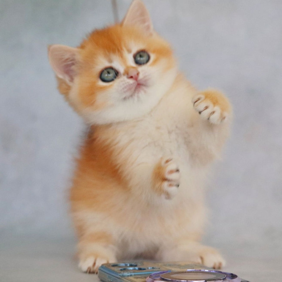 Zemfira British Shorthair female, black golden chinchilla