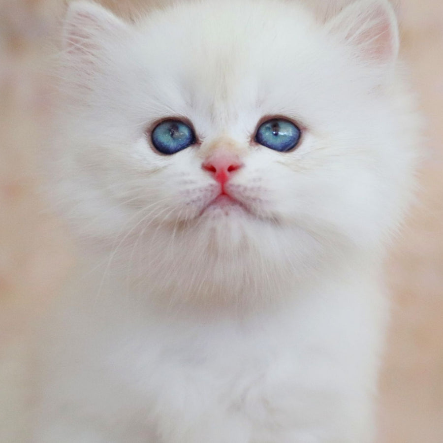 Yara British Longhair female, black golden shaded pointed