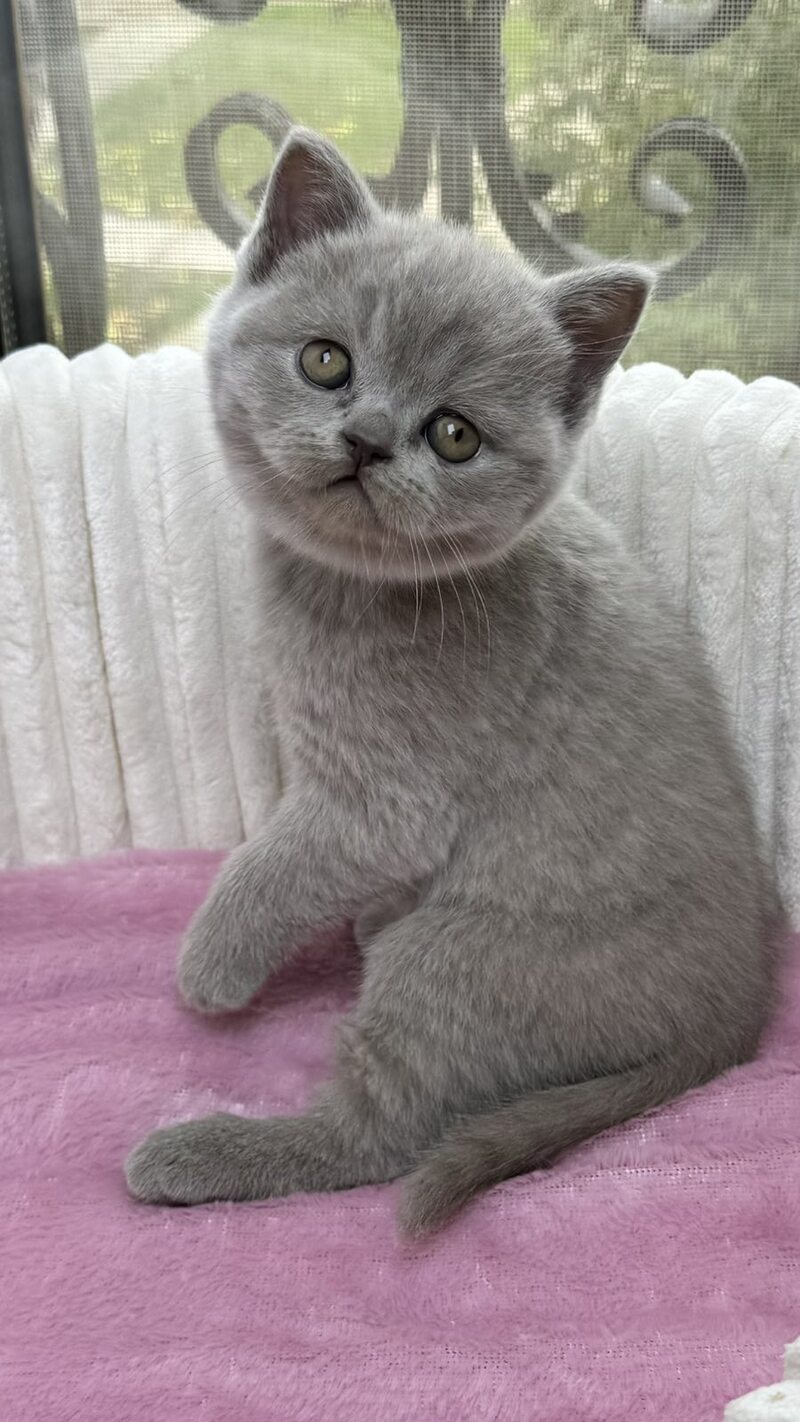 Blanca Scottish Straight female, lilac