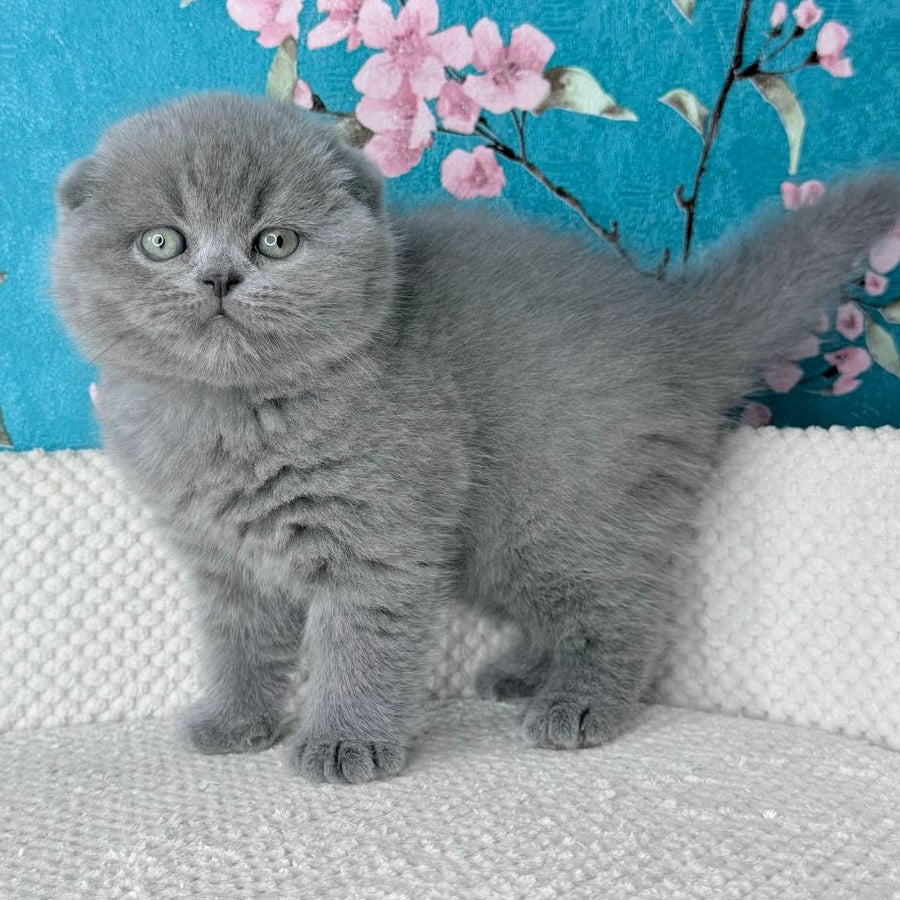 Kevin Scottish Fold male, blue