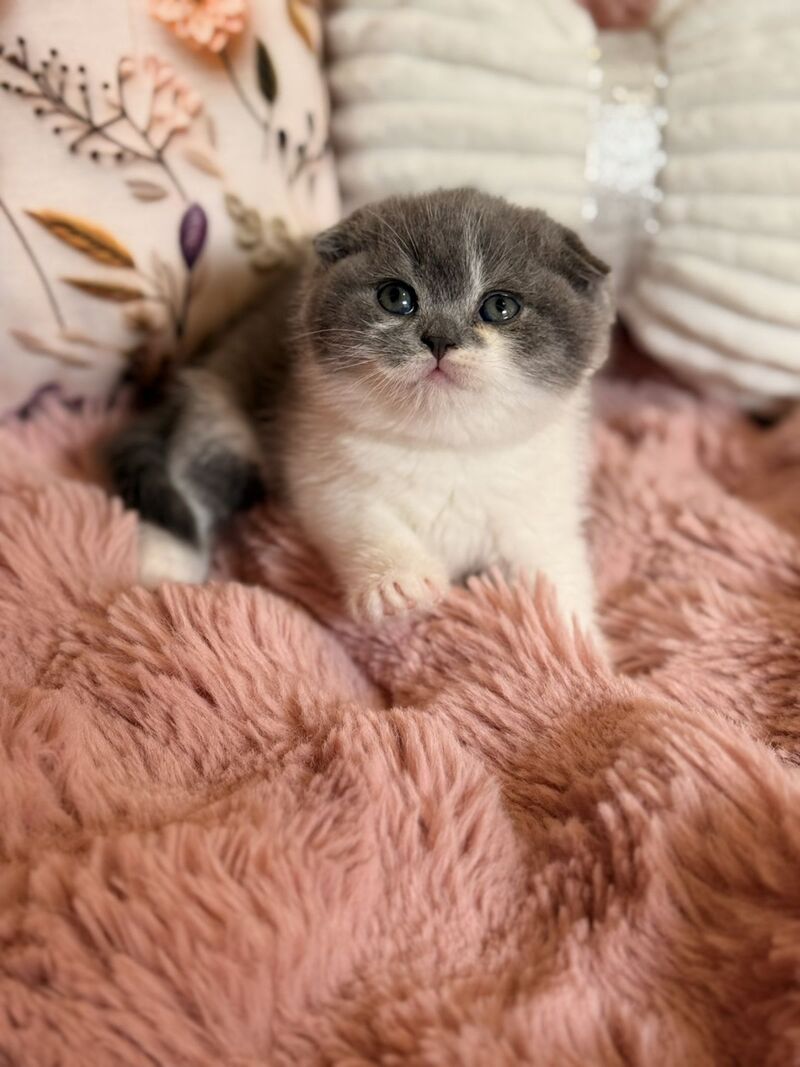 Ponochka Scottish Fold female, blue bicolour