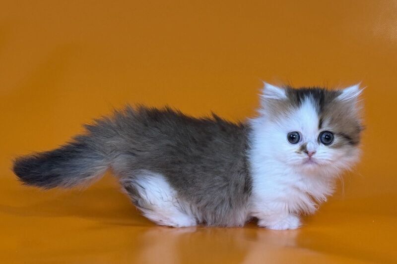 Yomar Munchkin male black golden ticked tabby - live animals