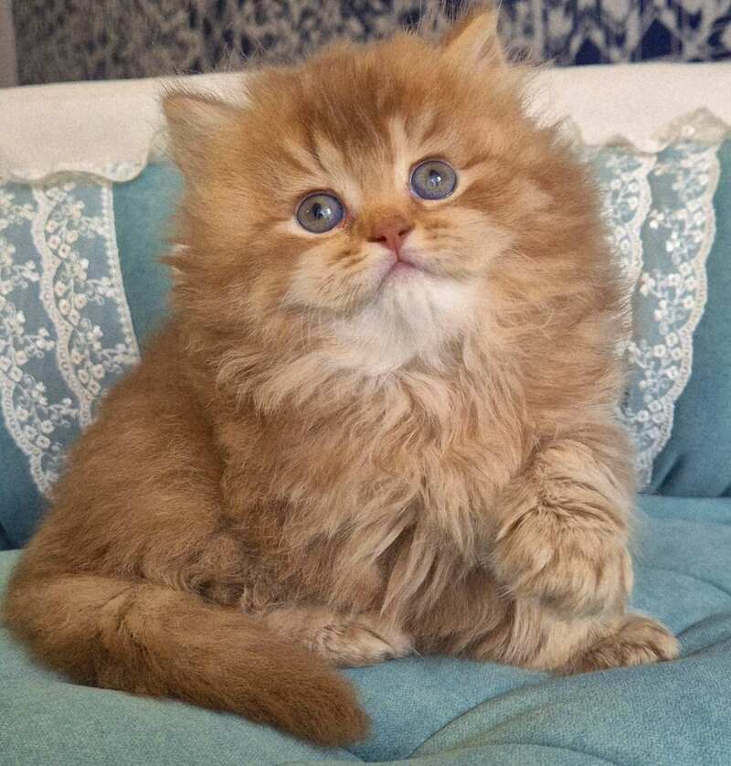 Maribel British Longhair female chocolate golden shaded - live animals