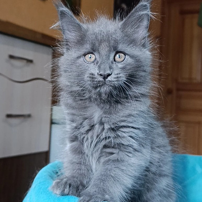 Quasar Maine Coon male, blue