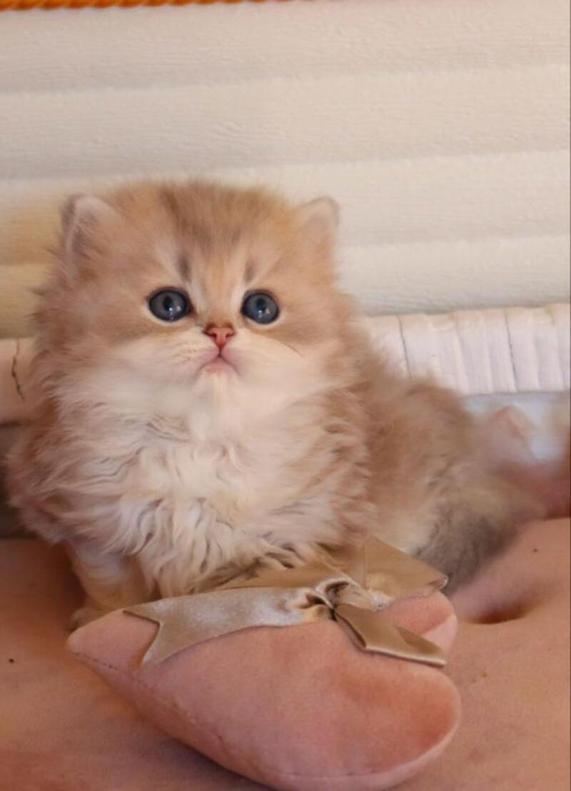 Marchello British Longhair male blue golden shaded - live animals