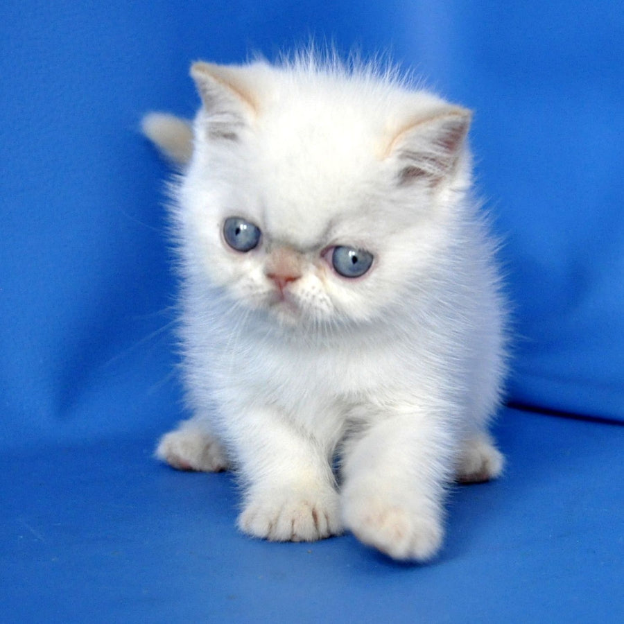 Missy Exotic female, cream pointed