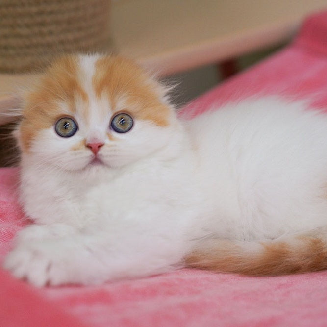 Vivienne Scottish Fold female, red tabby van