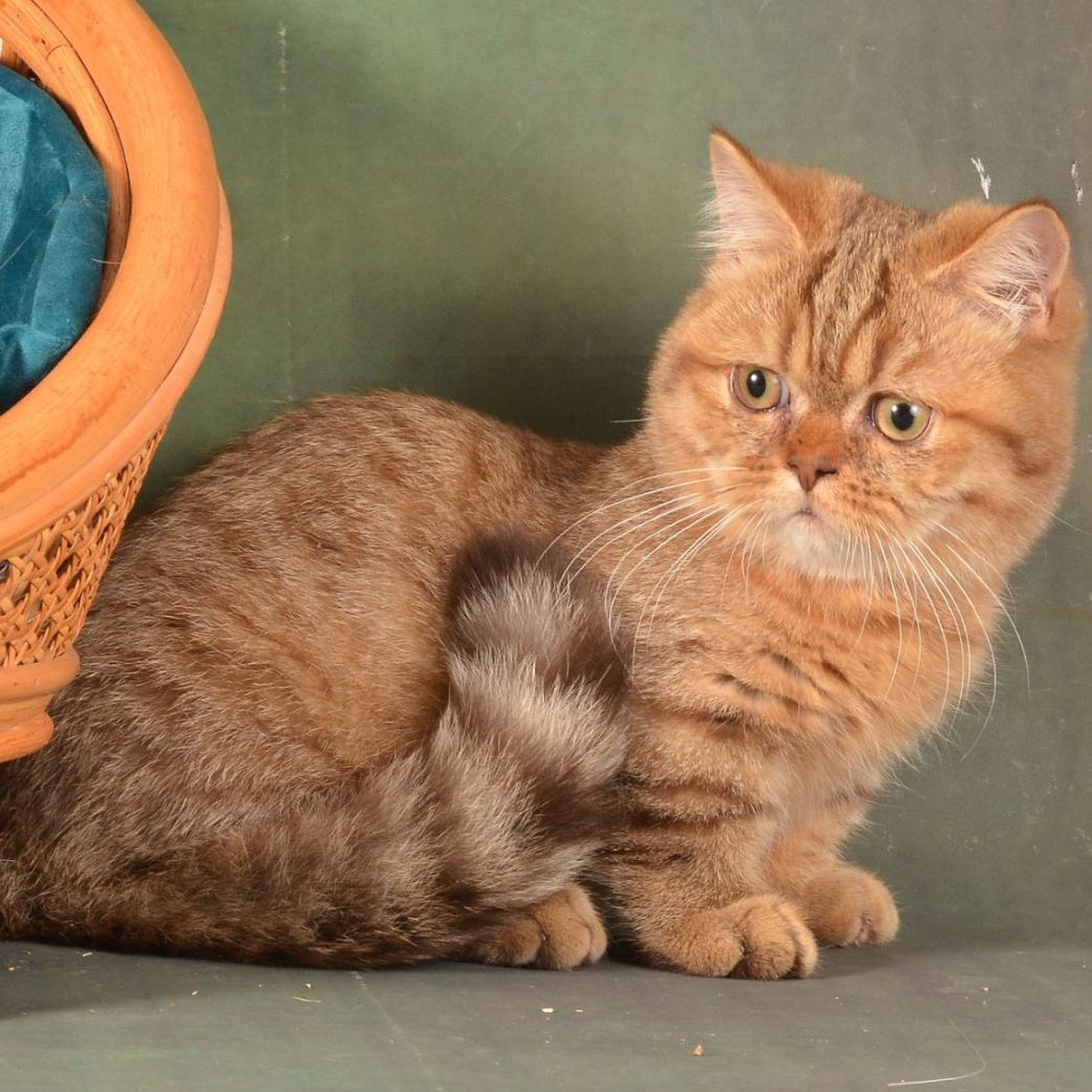 Holly Munchkin female, chocolate ticked tabby