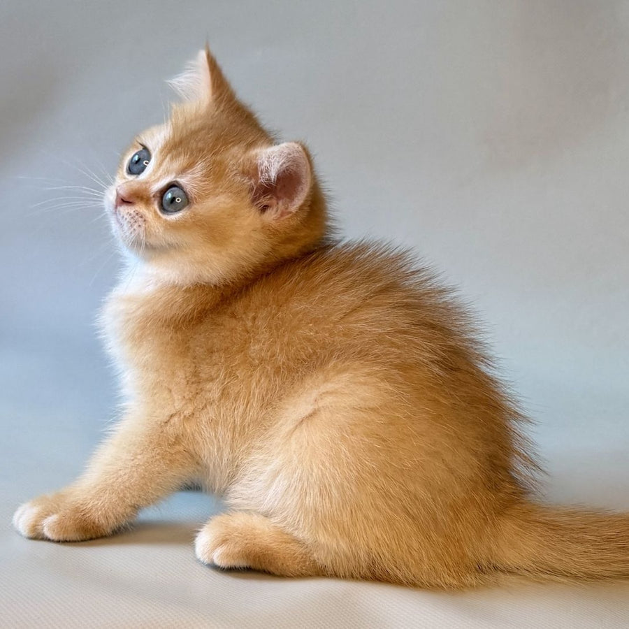 Zazu British Shorthair male, black golden chinchilla
