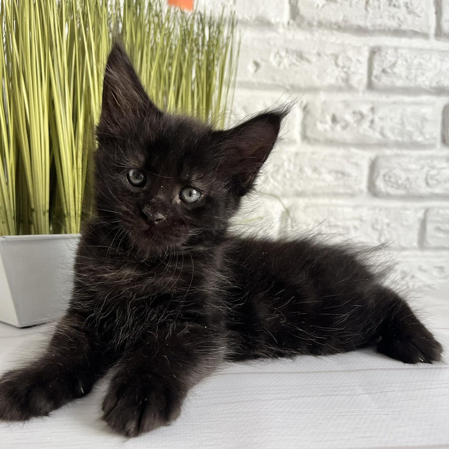 Jasper Maine Coon male, black