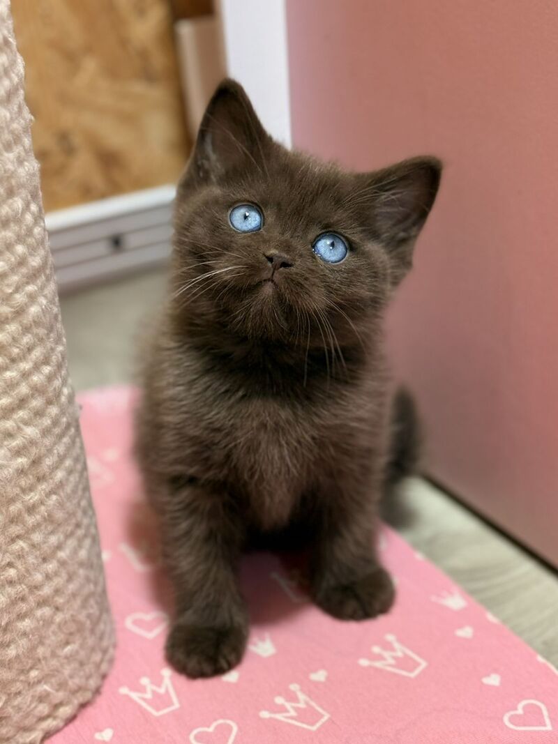 Jasmine British Shorthair female, chocolate