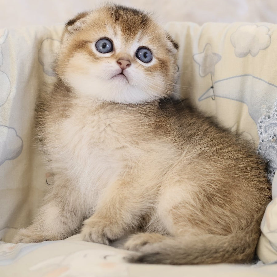 Erik Scottish Fold male, black golden ticked tabby