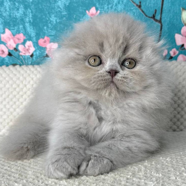 Kitty Scottish Fold female, lilac