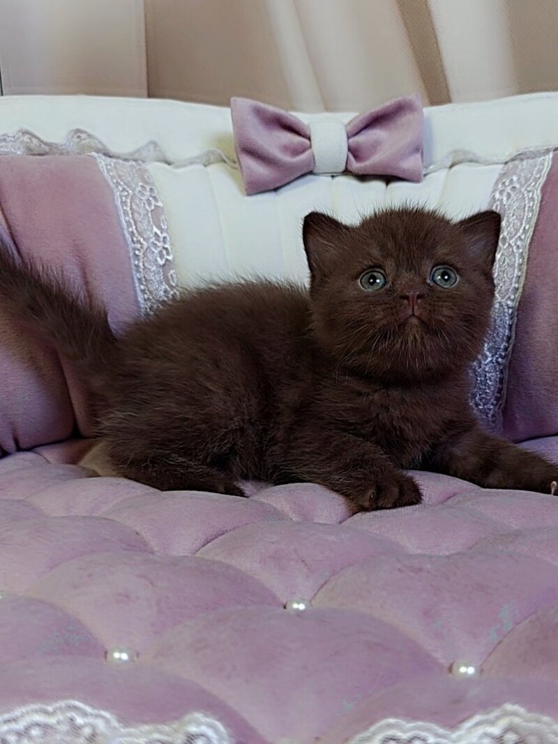 Jasper Scottish Straight male chocolate - live animals