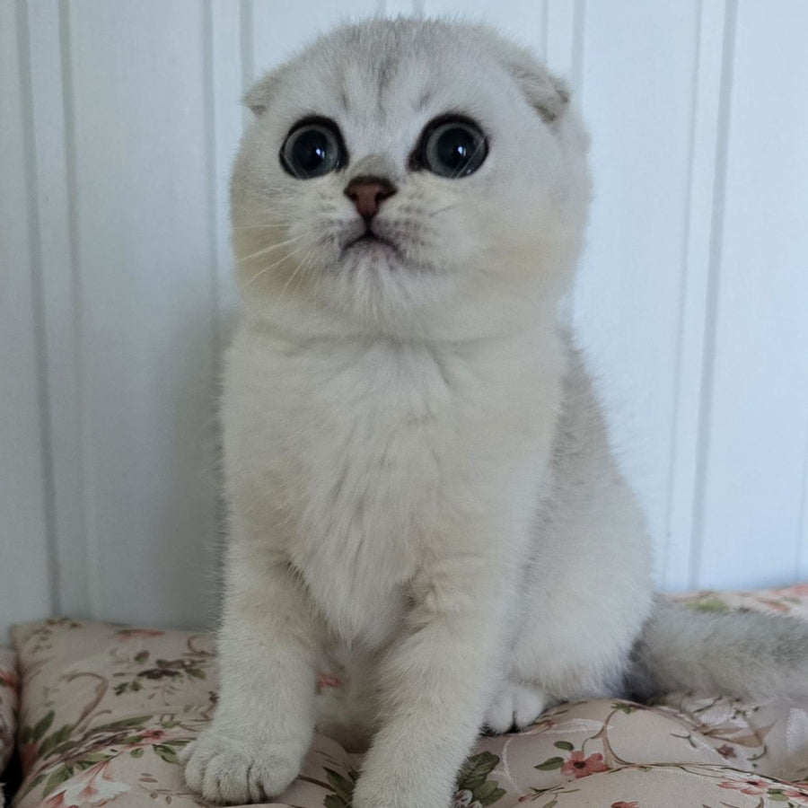 Yasha Scottish Fold male, black silver shaded