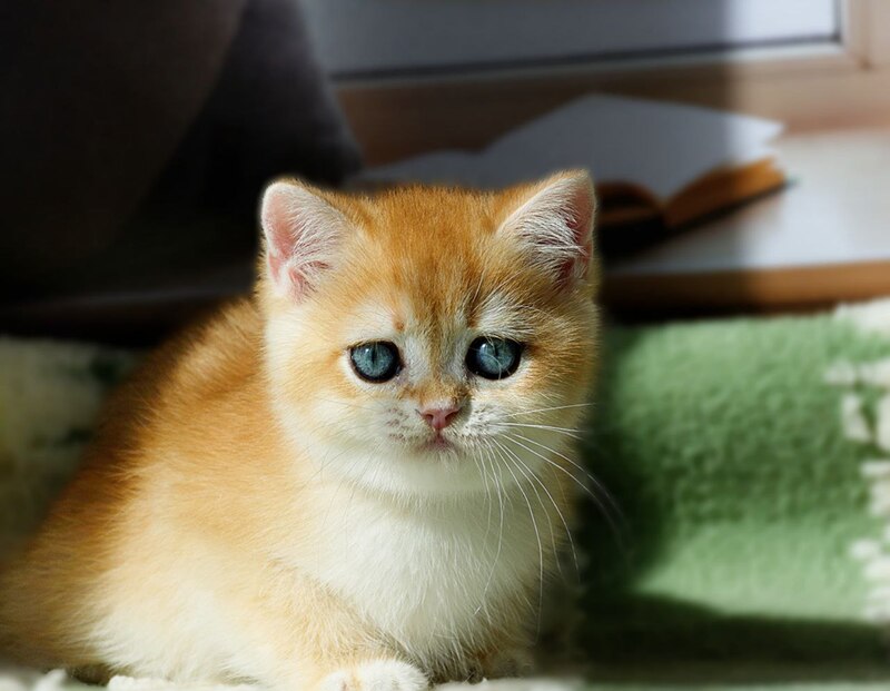 Vasyl British Shorthair male, black golden chinchilla