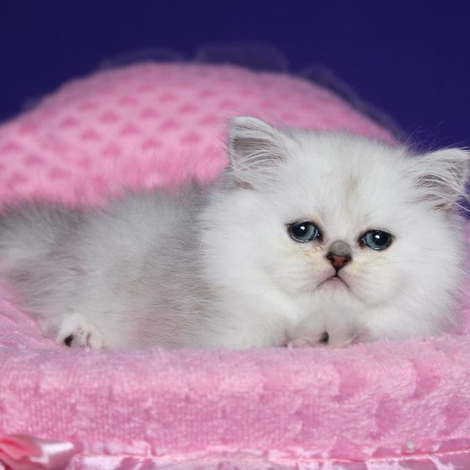 Hanna Persian female, black silver shaded
