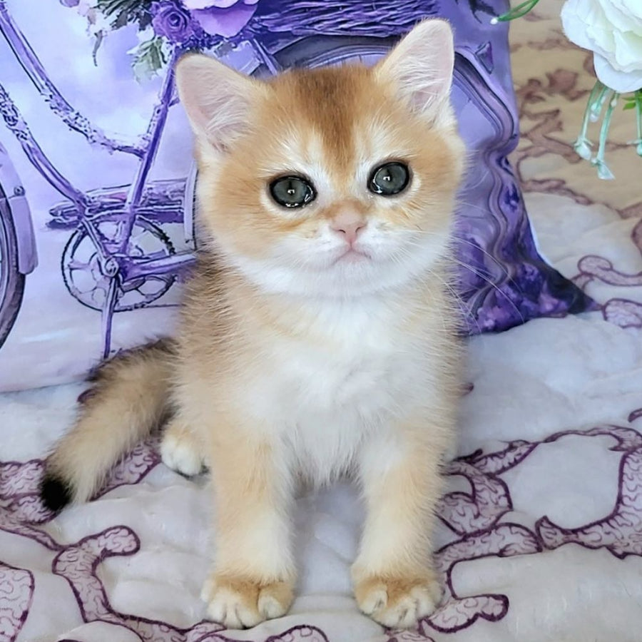 Yasmina British Shorthair female, black golden chinchilla